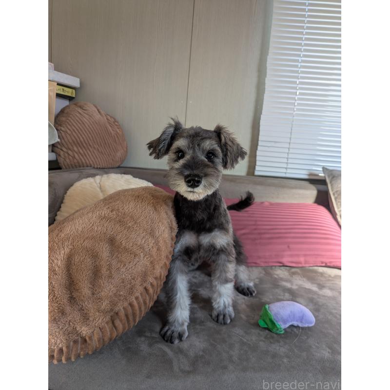 販売中の福岡県のミニチュアシュナウザー-430350の8枚目