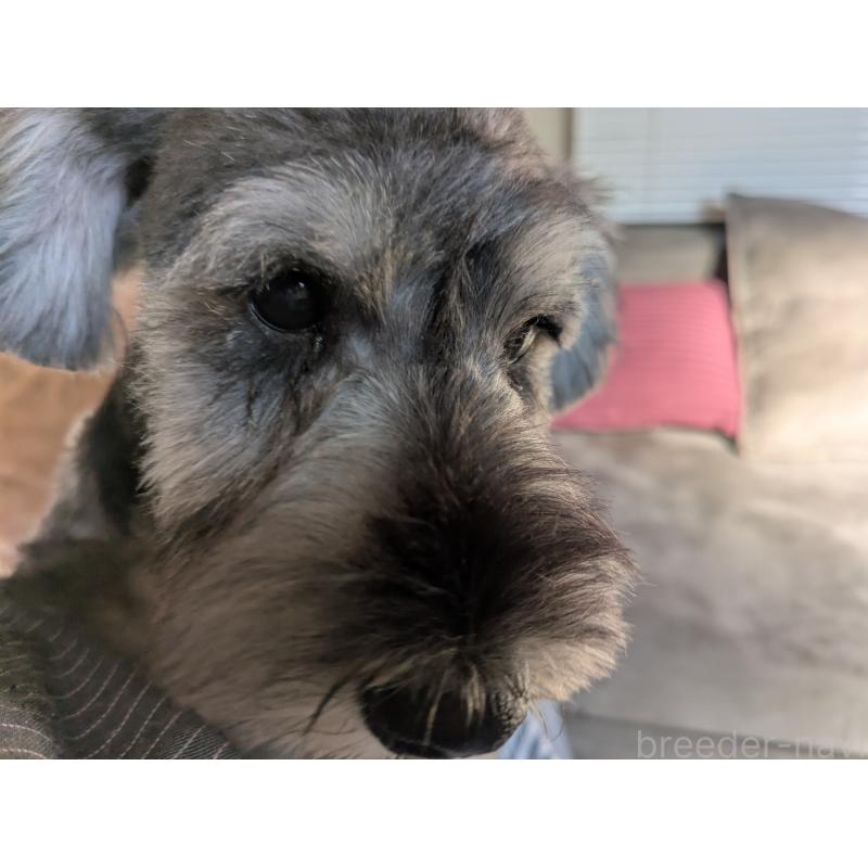 販売中の福岡県のミニチュアシュナウザー-430350の7枚目