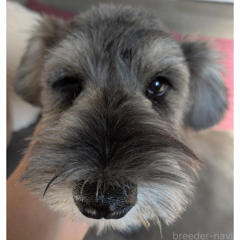 販売中の福岡県のミニチュアシュナウザー-430350の6枚目