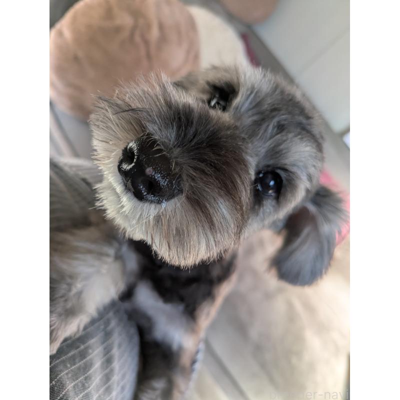 販売中の福岡県のミニチュアシュナウザー-430350の5枚目