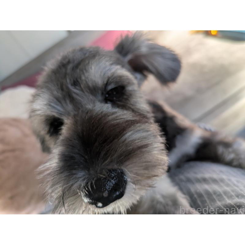 販売中の福岡県のミニチュアシュナウザー-430350の4枚目