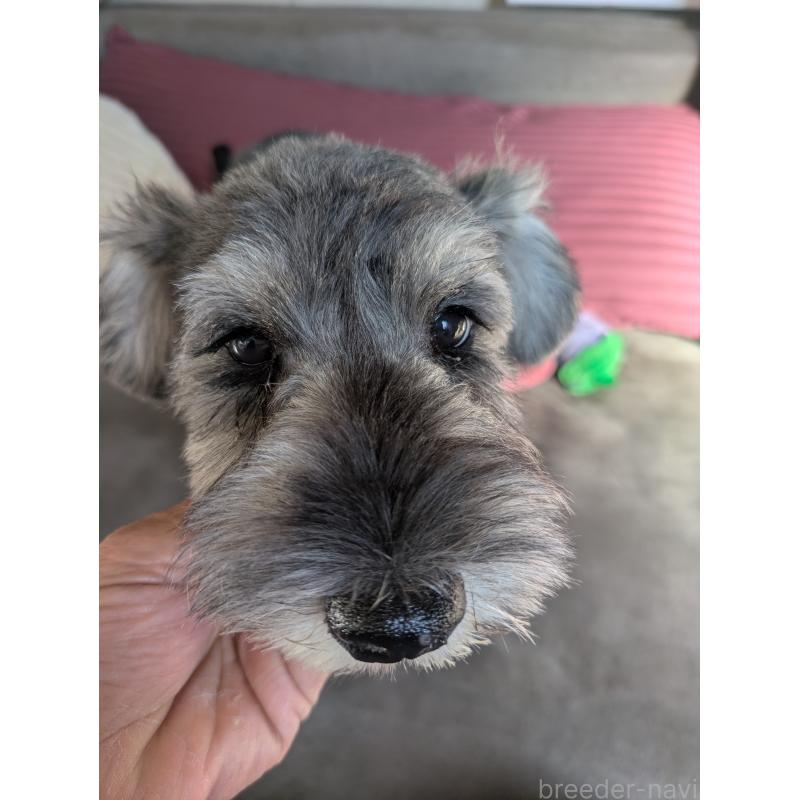 販売中の福岡県のミニチュアシュナウザー-430350の3枚目