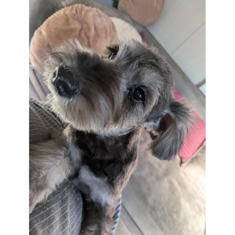 販売中の福岡県のミニチュアシュナウザー-430350の2枚目