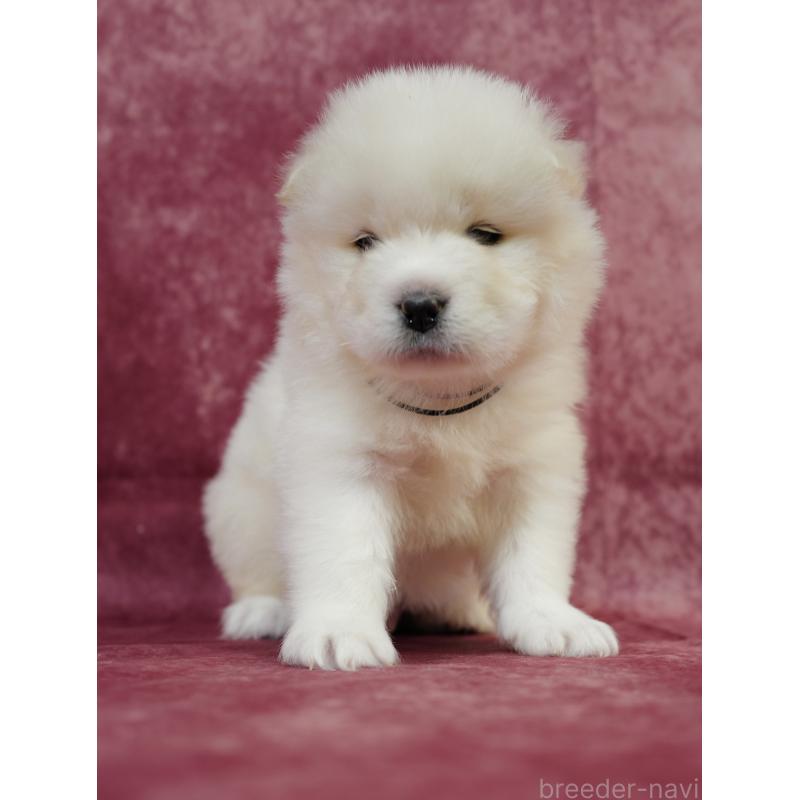 商談中の埼玉県のサモエド-447105の8枚目