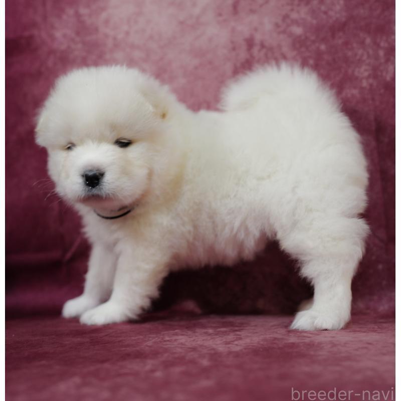 商談中の埼玉県のサモエド-447105の6枚目