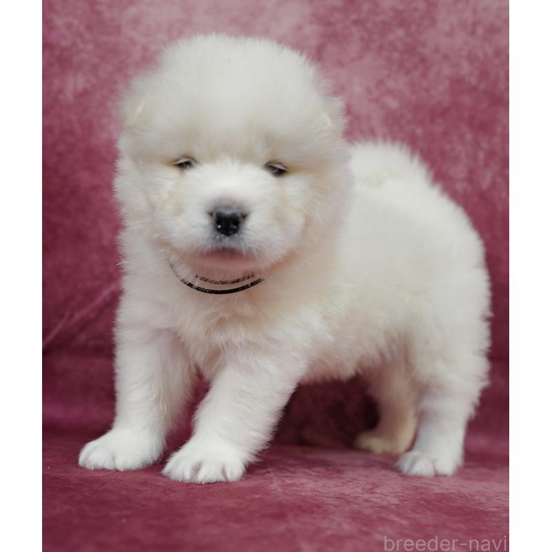 商談中の埼玉県のサモエド-447105の5枚目