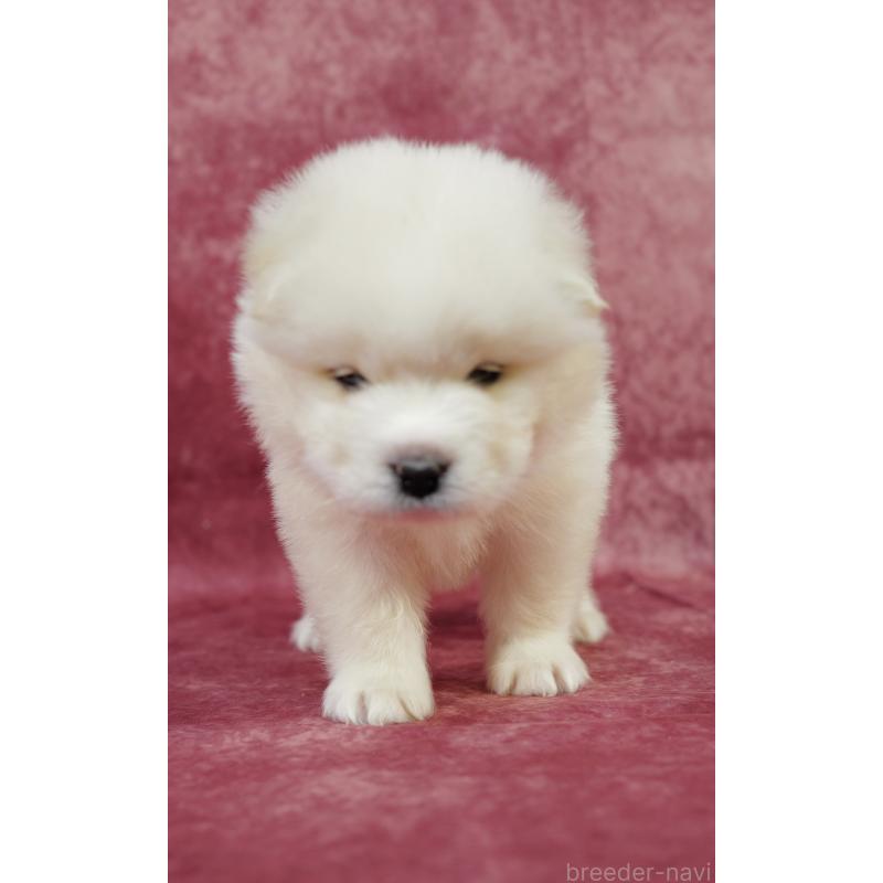 商談中の埼玉県のサモエド-447105の4枚目