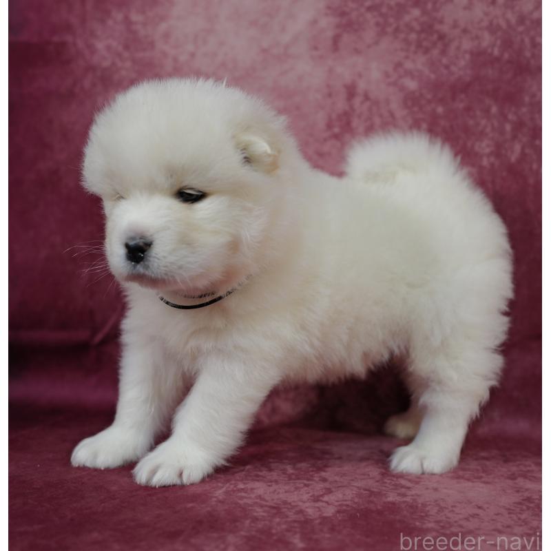 商談中の埼玉県のサモエド-447105の3枚目