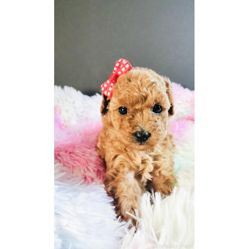 販売中の愛媛県のタイニープードル-447106の5枚目