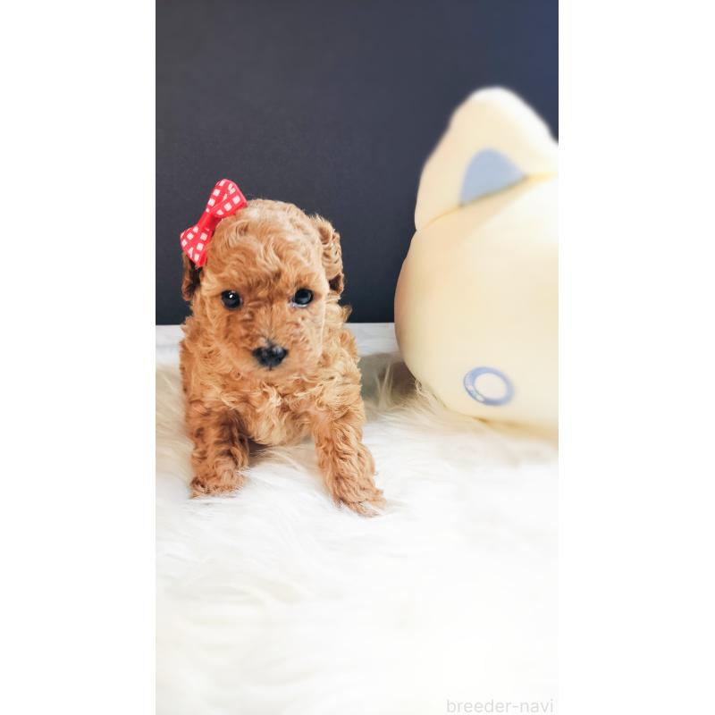 販売中の愛媛県のタイニープードル-447106の3枚目
