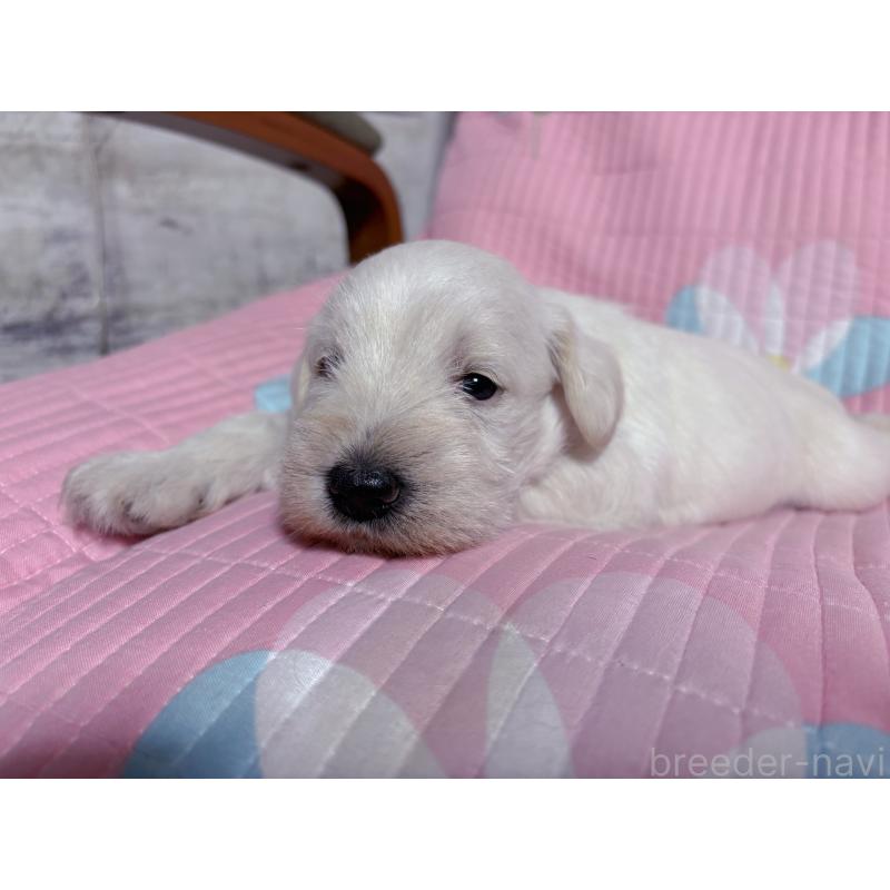 販売中の愛知県のミニチュアシュナウザー-447104の9枚目