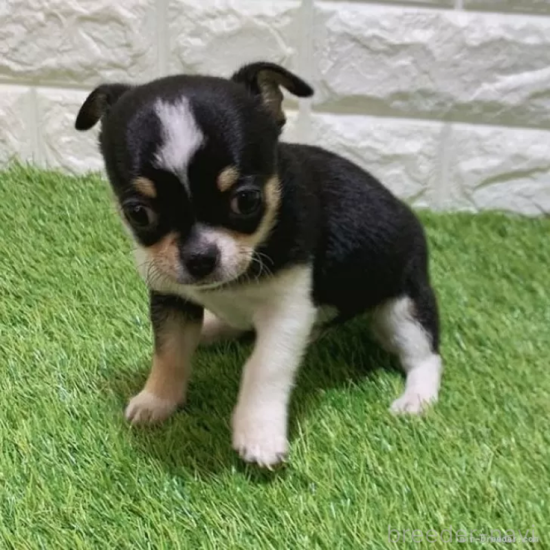 販売中の愛知県のチワワ(スムースコート)-443670