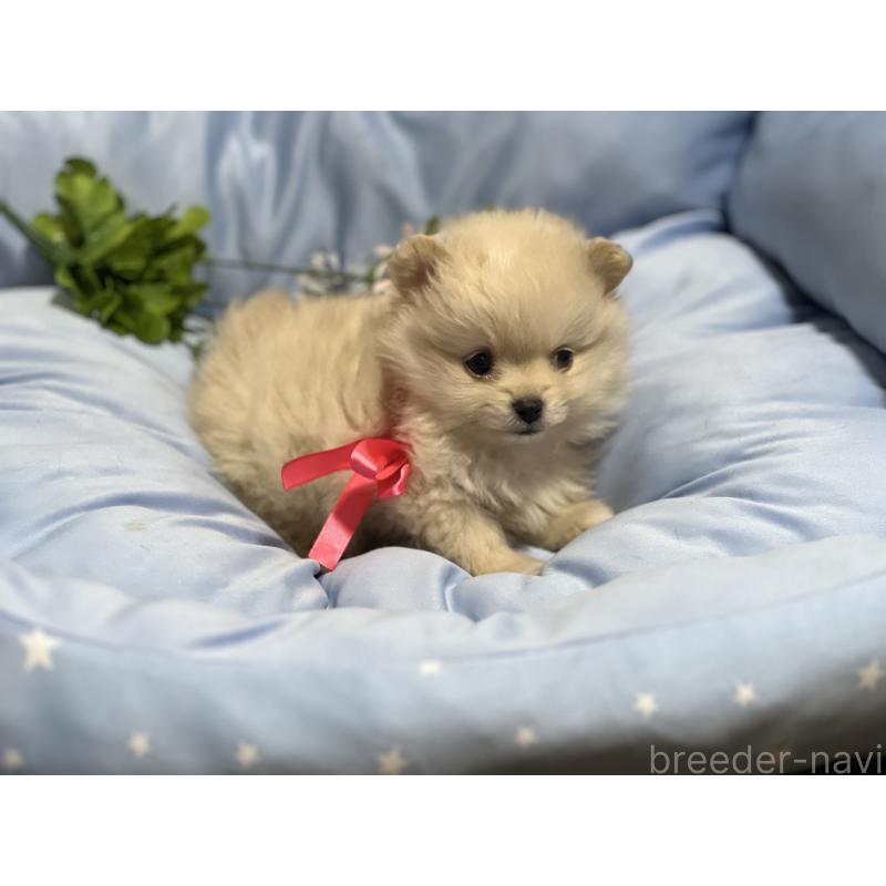 販売中の栃木県のポメラニアン-447107の4枚目
