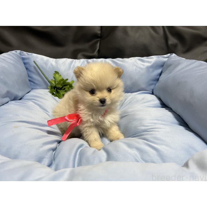 販売中の栃木県のポメラニアン-447107の3枚目