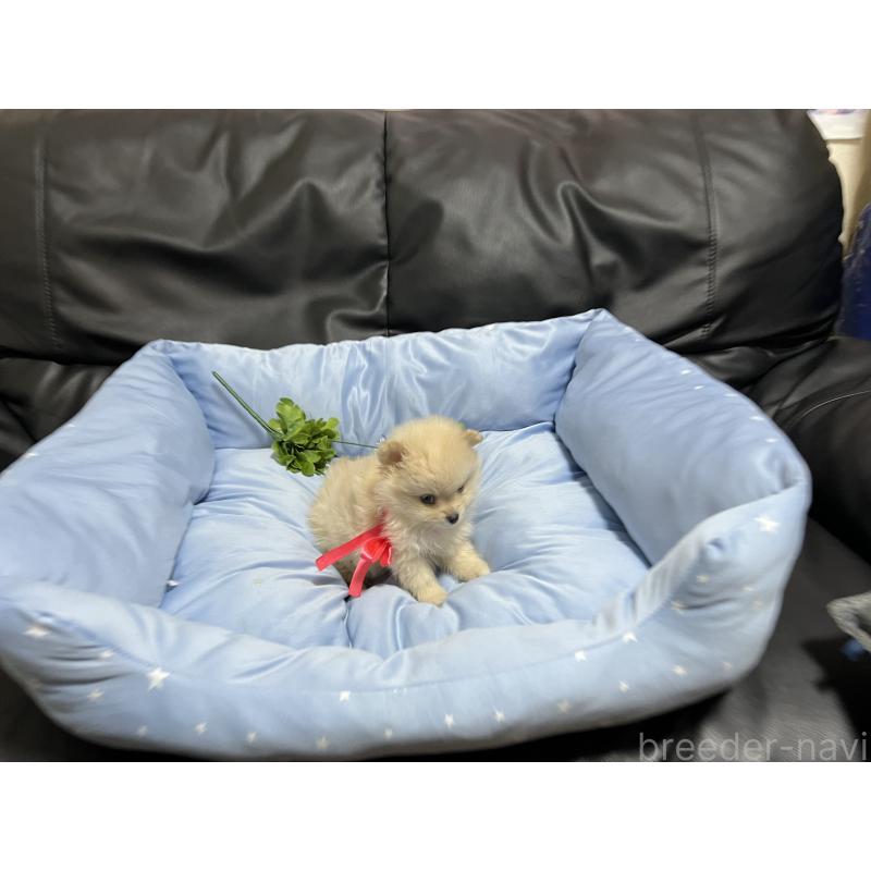 販売中の栃木県のポメラニアン-447107の2枚目