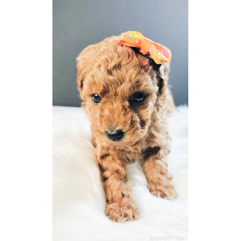 販売中の愛媛県のタイニープードル-447110の5枚目