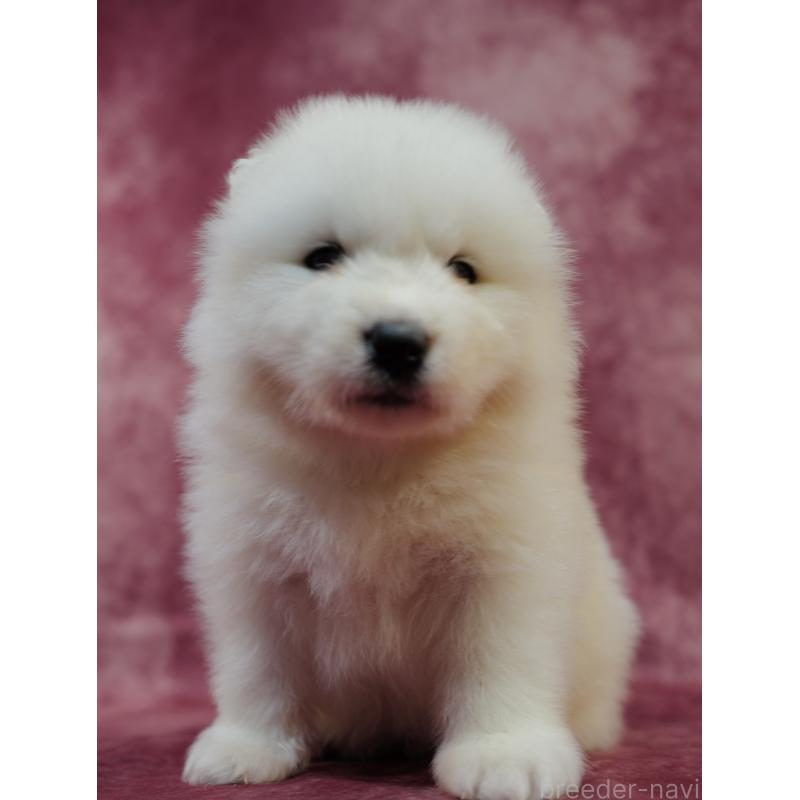 販売中の埼玉県のサモエド-447108の9枚目