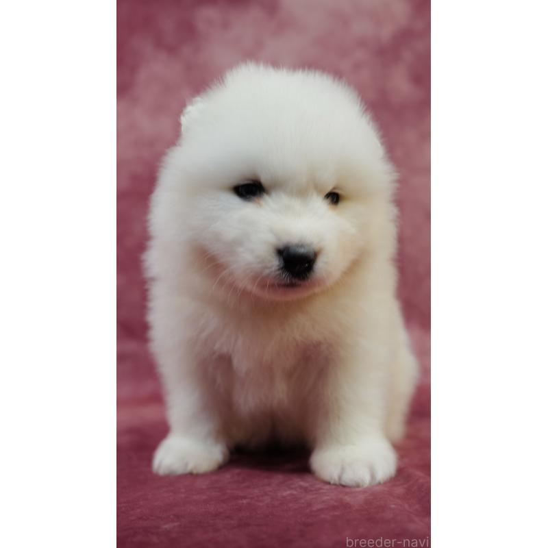 販売中の埼玉県のサモエド-447108の8枚目