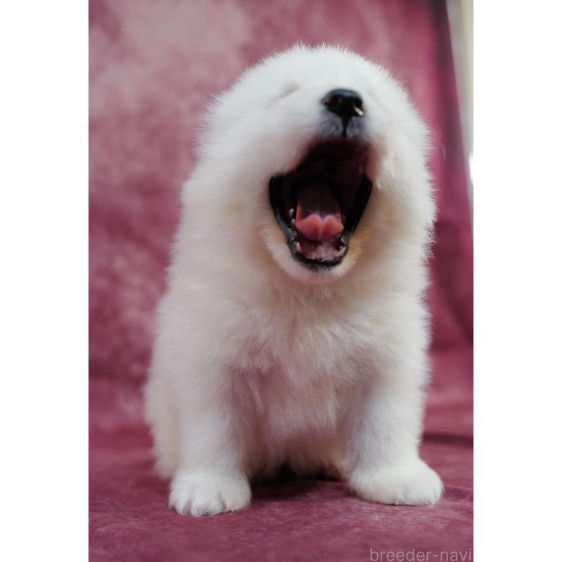 販売中の埼玉県のサモエド-447108の6枚目