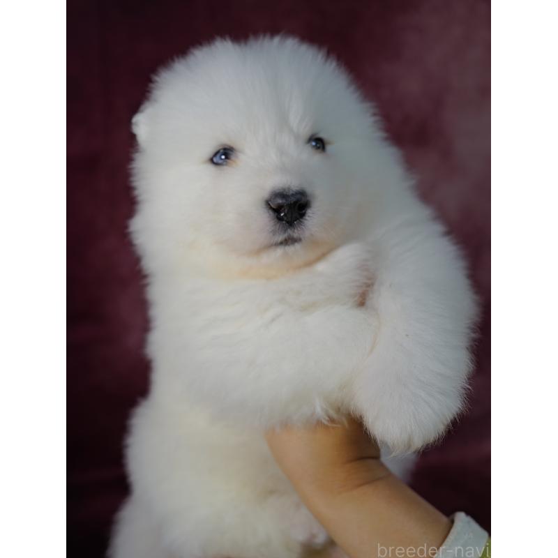 販売中の埼玉県のサモエド-447108の5枚目