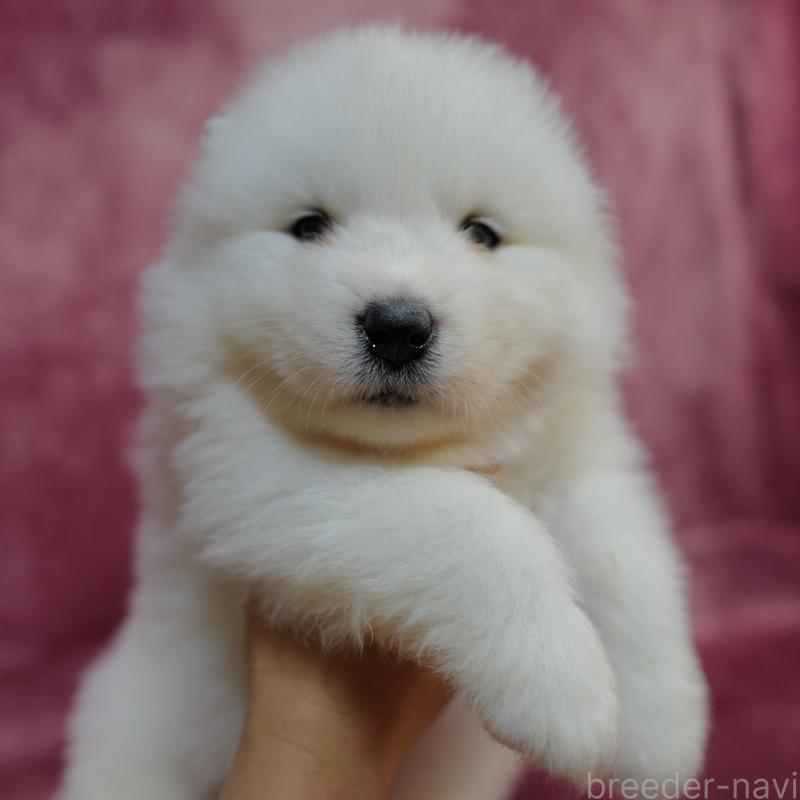 販売中の埼玉県のサモエド-447108の4枚目