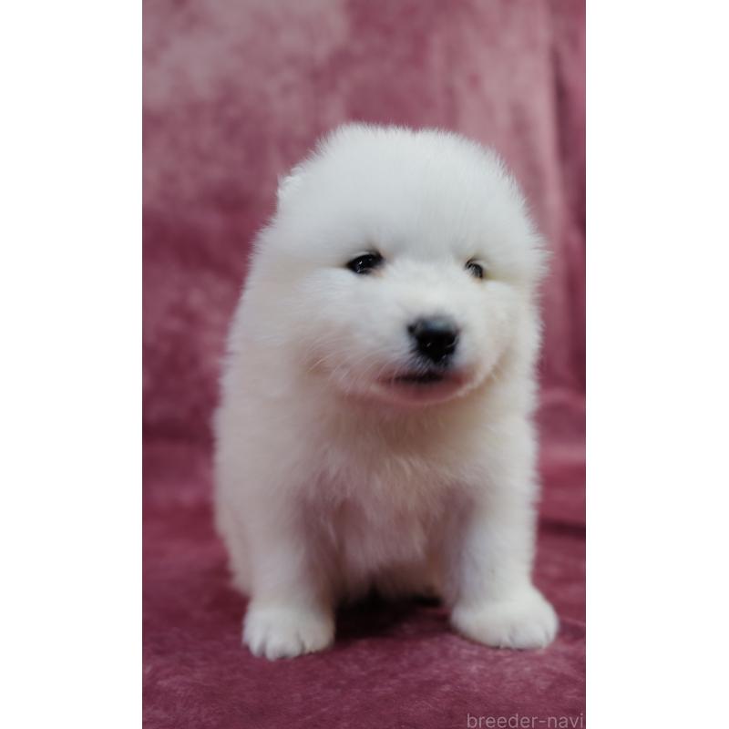 販売中の埼玉県のサモエド-447108の2枚目