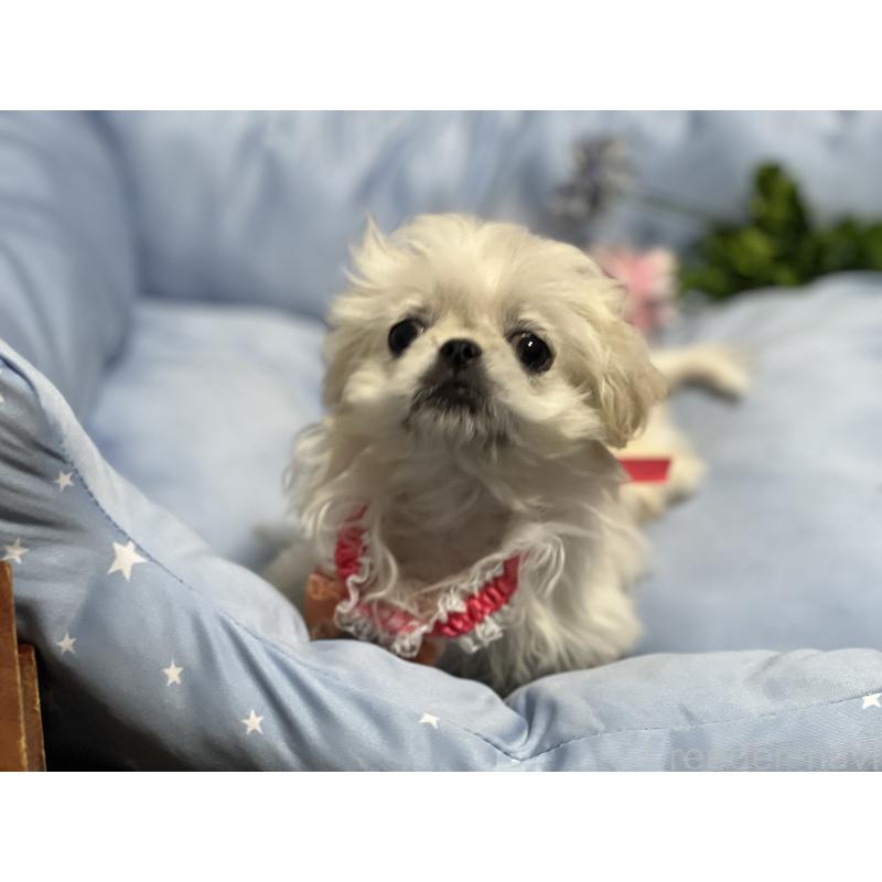 販売中の栃木県のペキニーズ-436871の1枚目