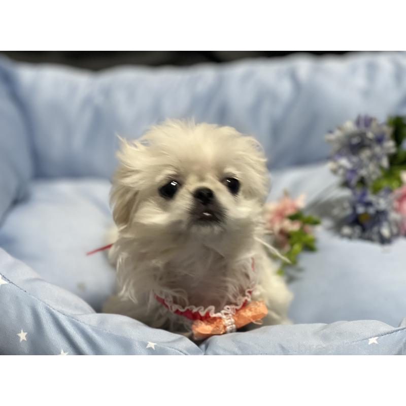 販売中の栃木県のペキニーズ-436871の4枚目