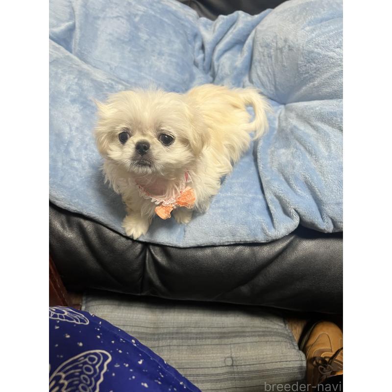 販売中の栃木県のペキニーズ-436871の3枚目