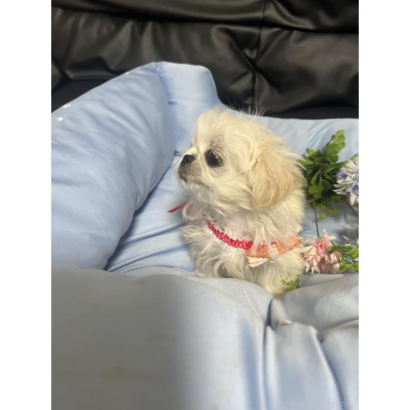 販売中の栃木県のペキニーズ-436871の2枚目