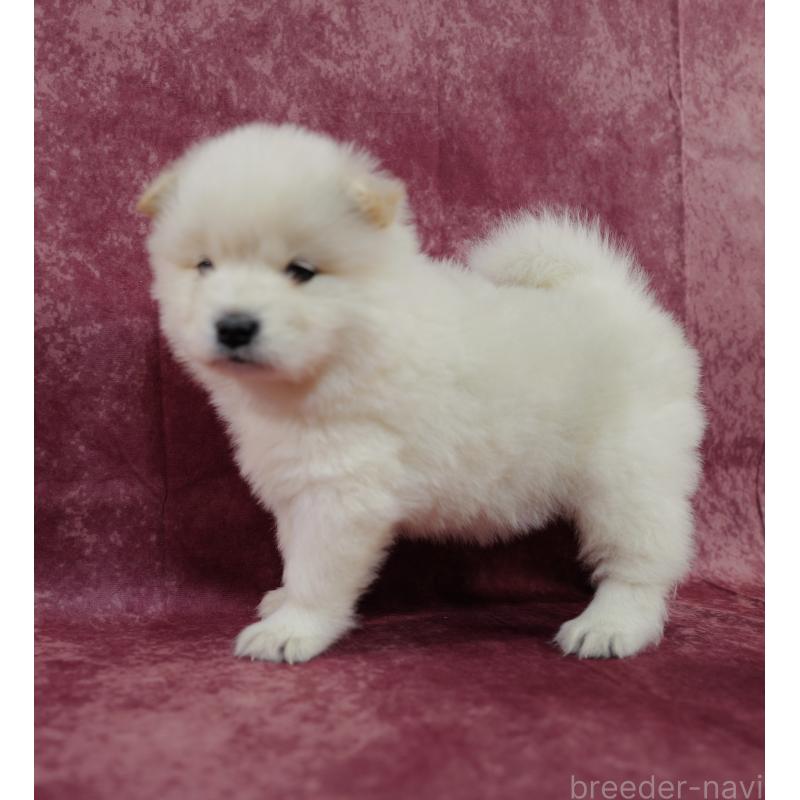 販売中の埼玉県のサモエド-447111の7枚目