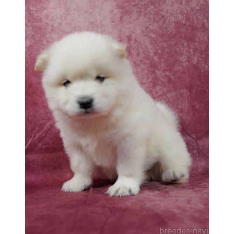 販売中の埼玉県のサモエド-447111の6枚目