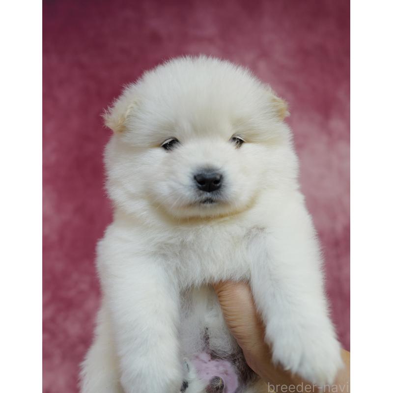 販売中の埼玉県のサモエド-447111の5枚目