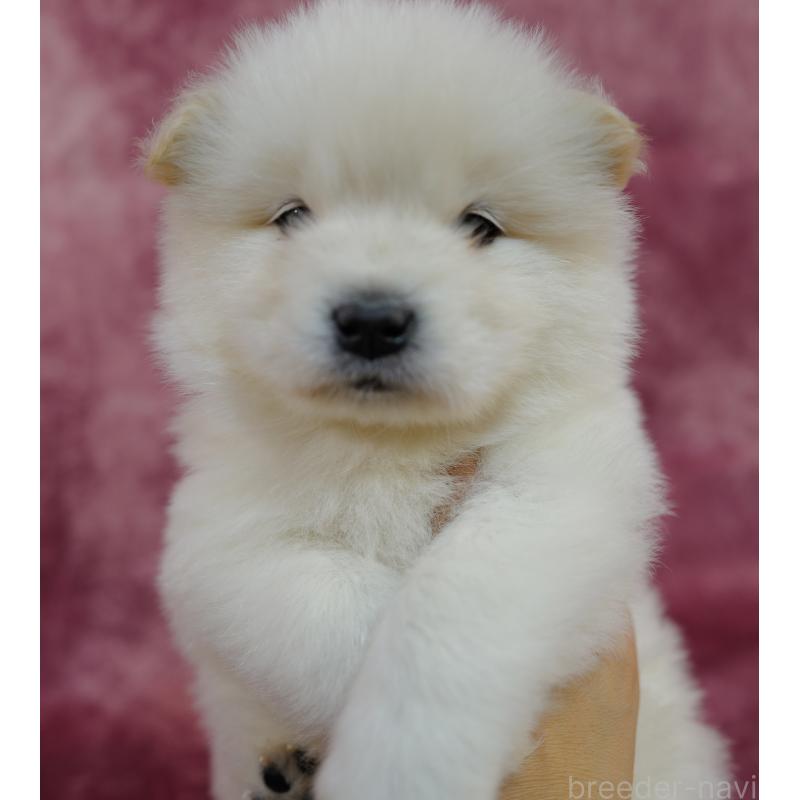 販売中の埼玉県のサモエド-447111の4枚目