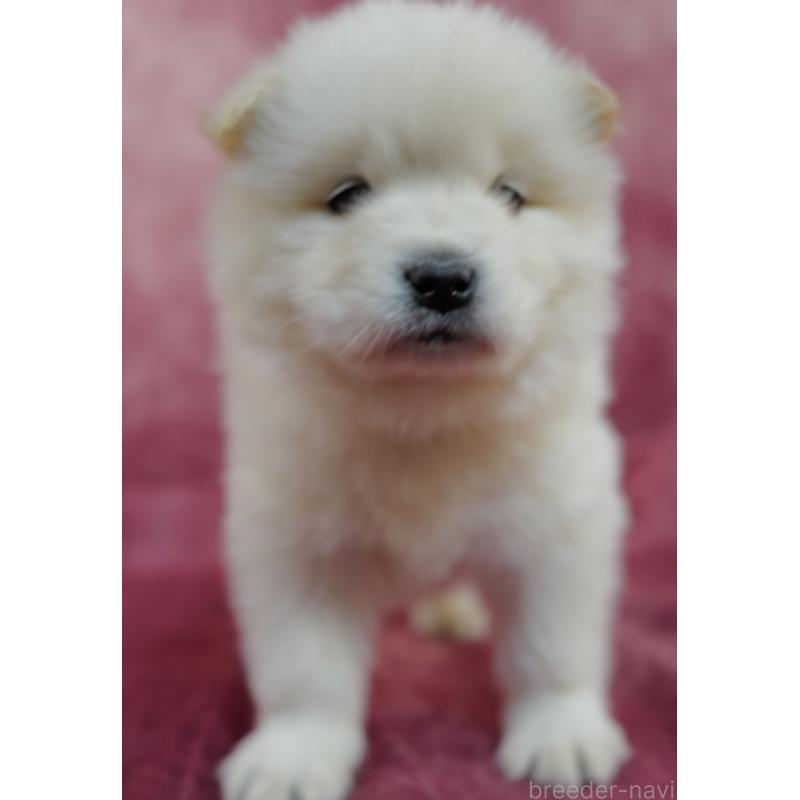 販売中の埼玉県のサモエド-447111の3枚目