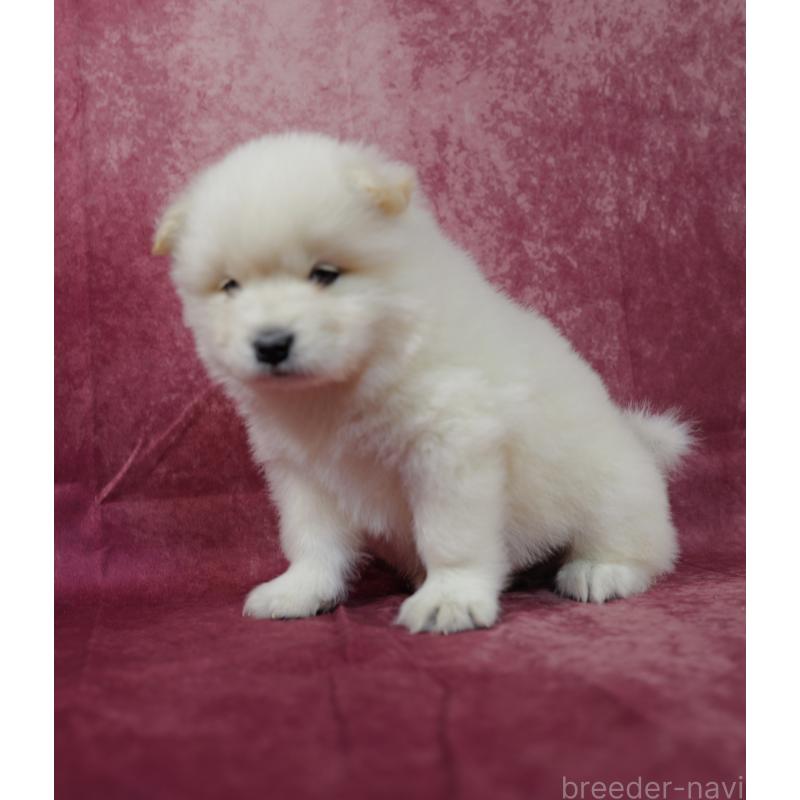 販売中の埼玉県のサモエド-447111の2枚目