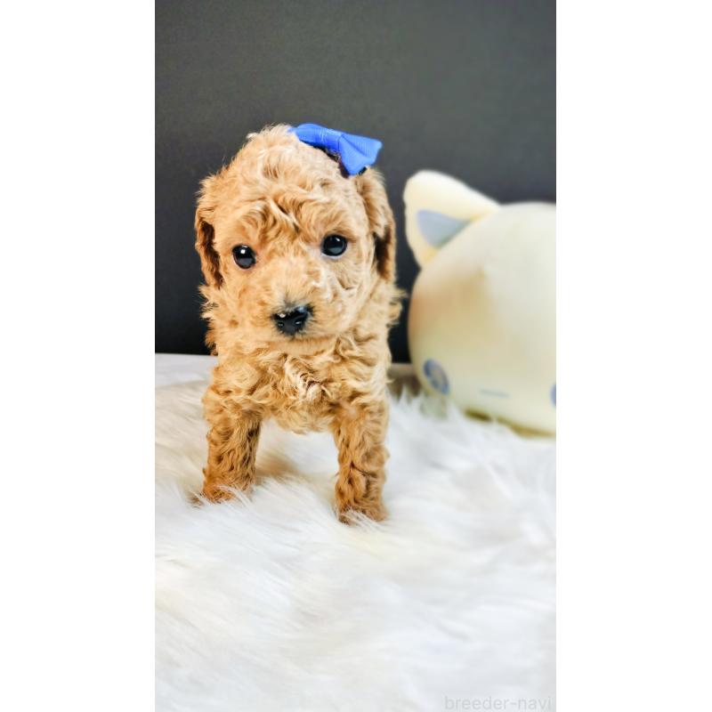 販売中の愛媛県のタイニープードル-447115の5枚目
