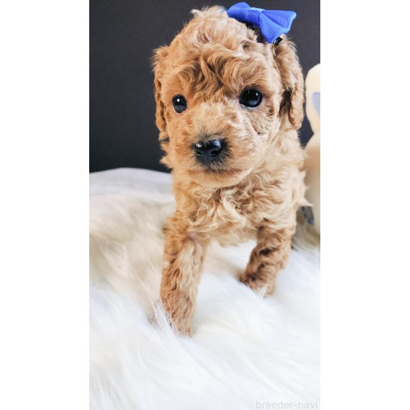 販売中の愛媛県のタイニープードル-447115の4枚目