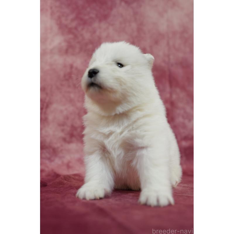 販売中の埼玉県のサモエド-447112の6枚目