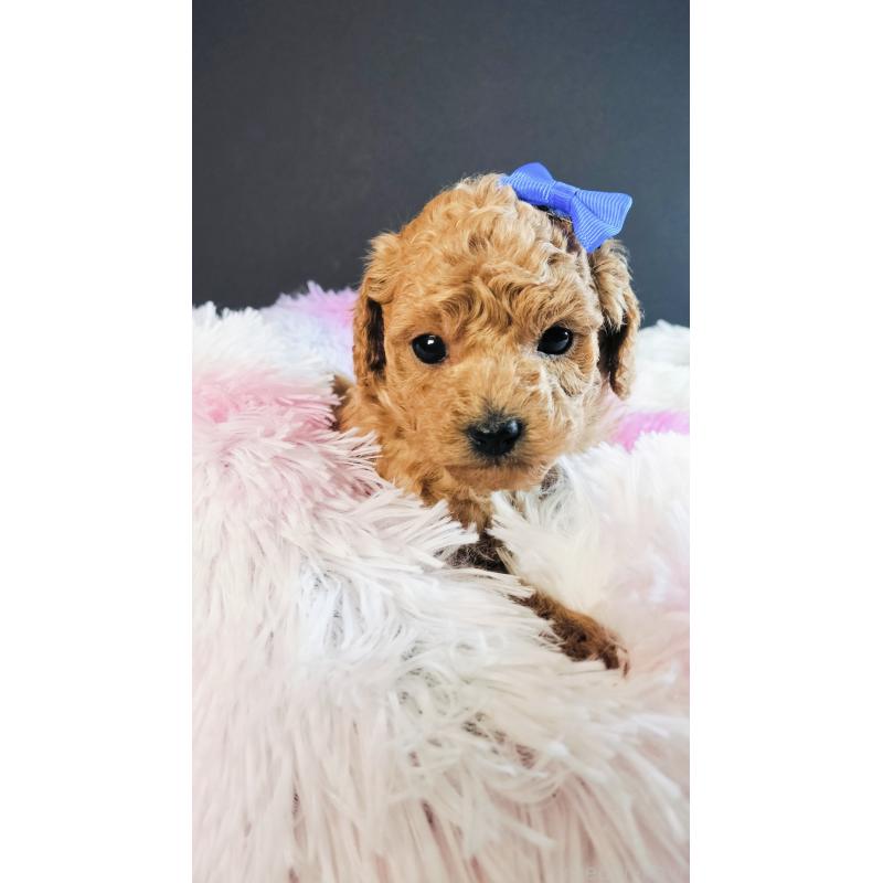 販売中の愛媛県のタイニープードル-447115の3枚目