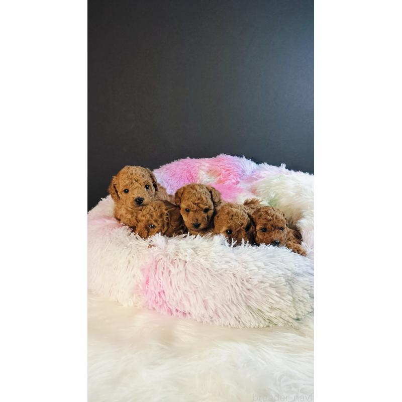 販売中の愛媛県のタイニープードル-447115の2枚目