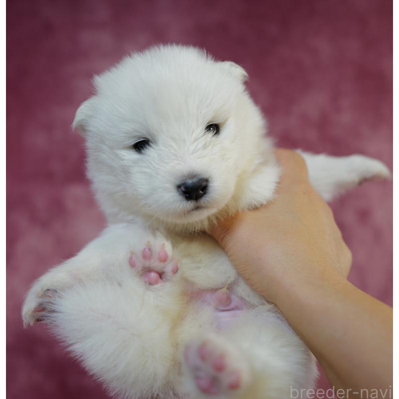 販売中の埼玉県のサモエド-447112の5枚目