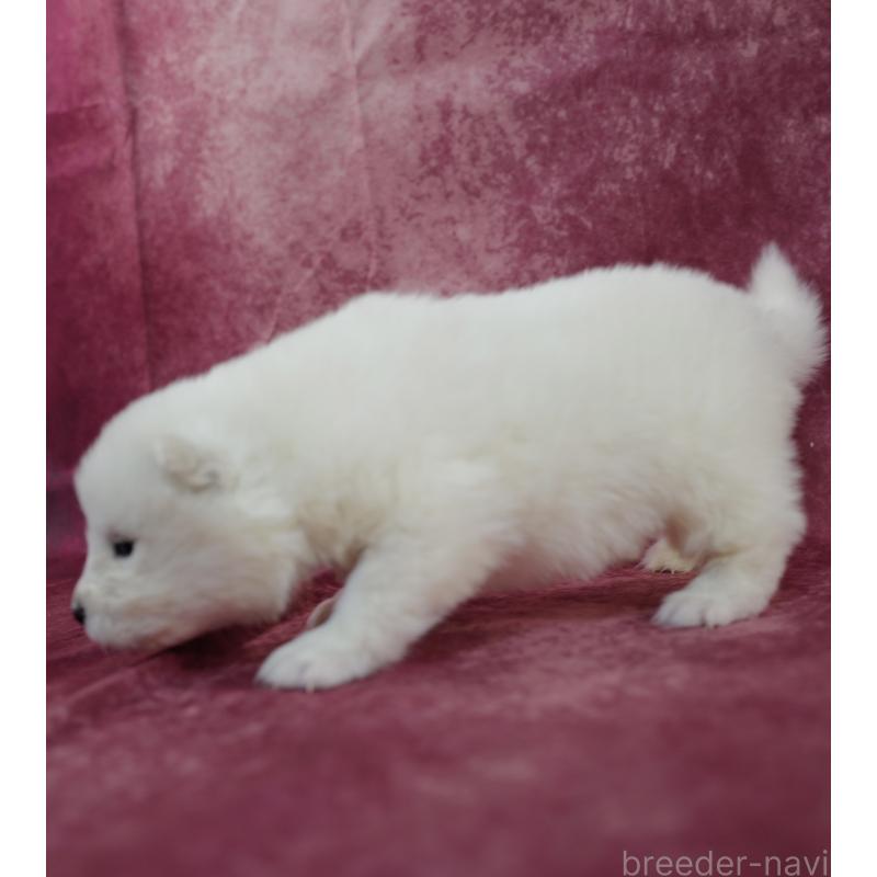 販売中の埼玉県のサモエド-447112の4枚目