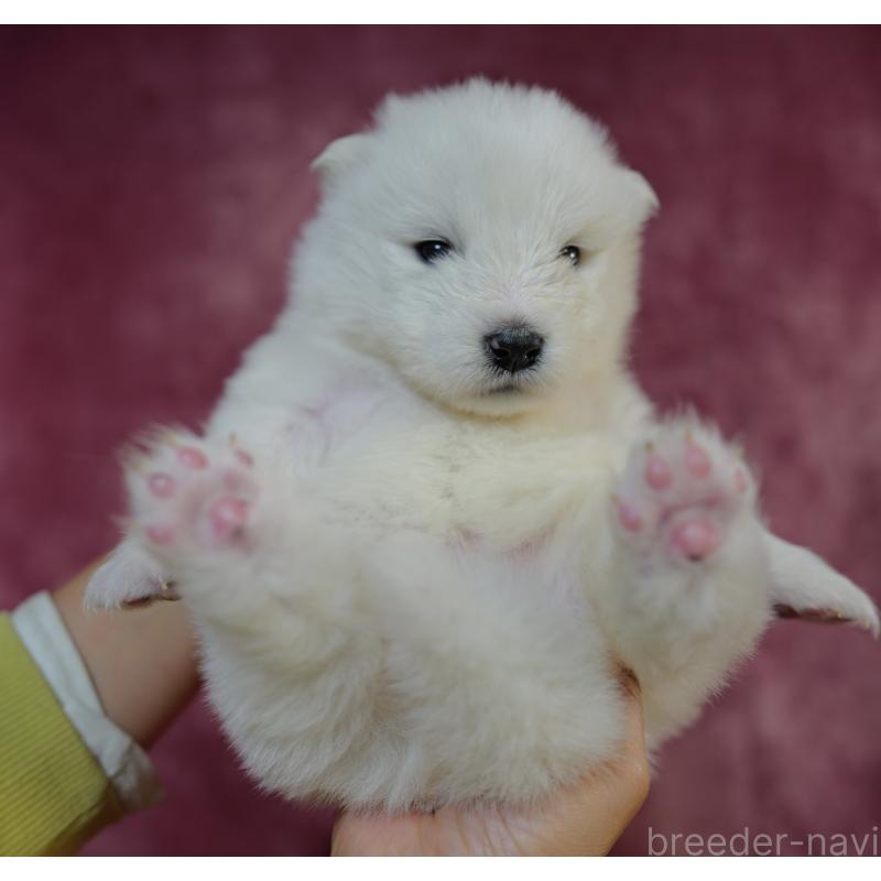 販売中の埼玉県のサモエド-447112の2枚目