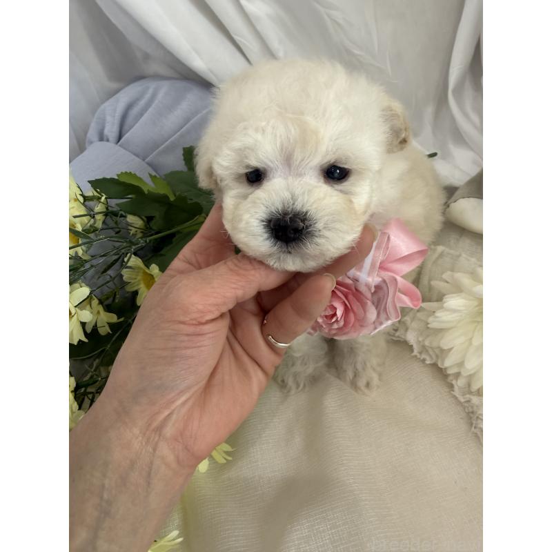 商談中の兵庫県のビションプー:ビションフリーゼ×トイプードル-442037