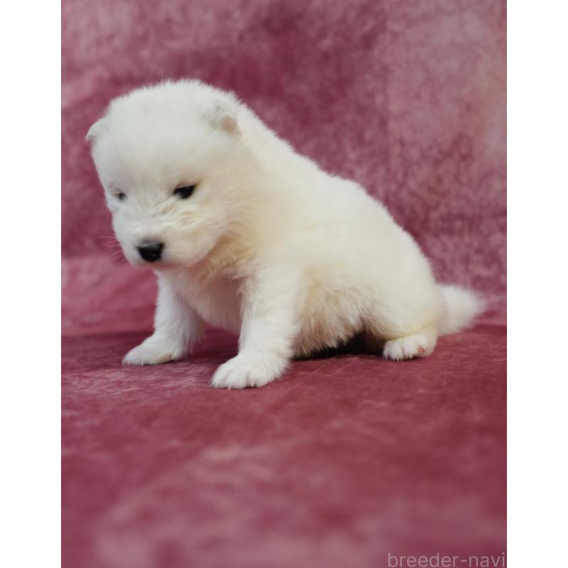 販売中の埼玉県のサモエド-447116の7枚目