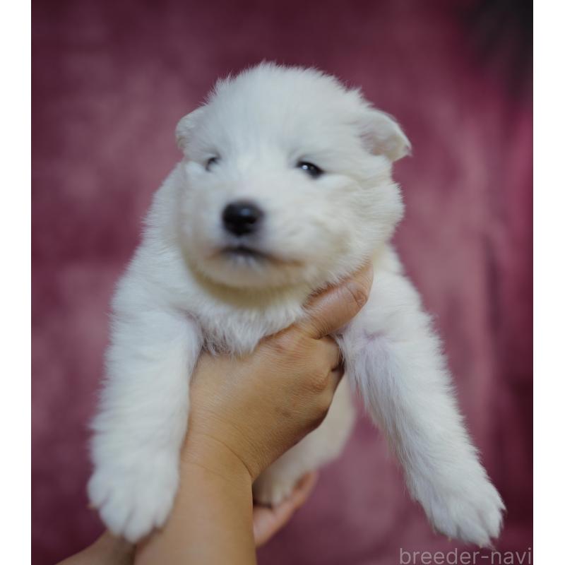 販売中の埼玉県のサモエド-447116の5枚目