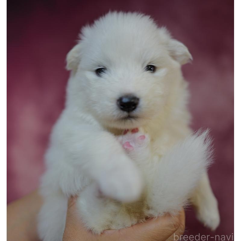 販売中の埼玉県のサモエド-447116の4枚目