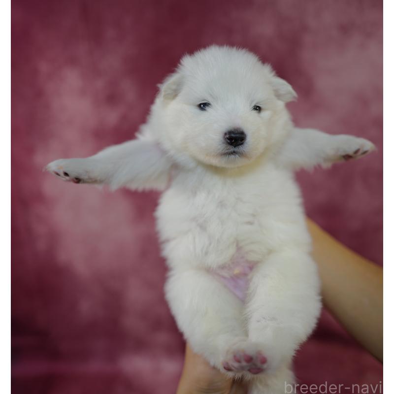 販売中の埼玉県のサモエド-447116の3枚目