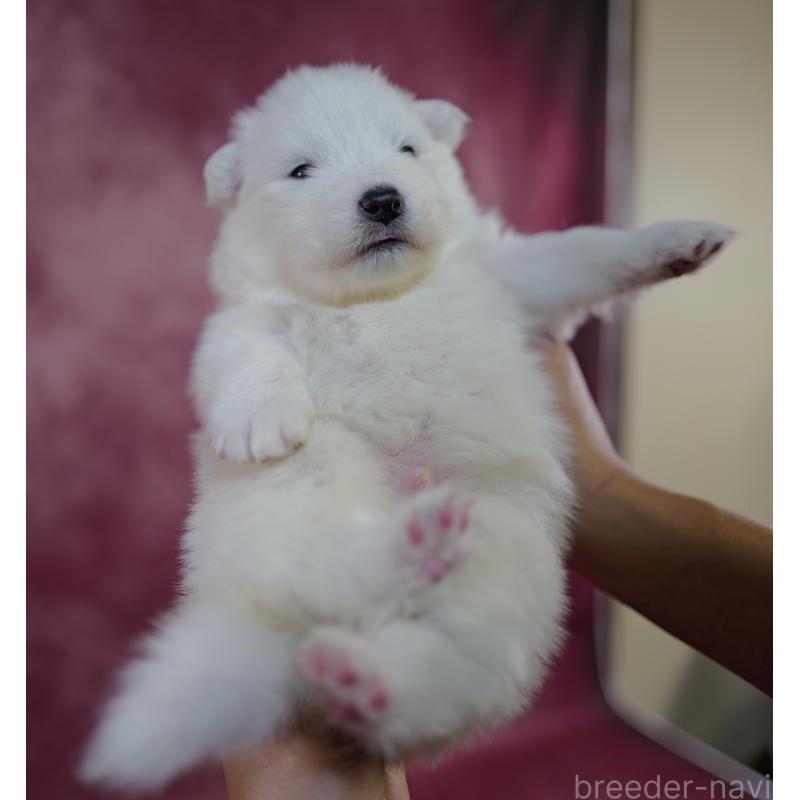 販売中の埼玉県のサモエド-447116の2枚目